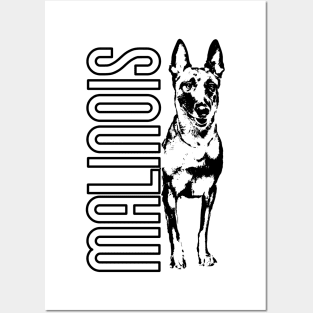 Malinois - Belgian shepherd -Mechelaar Posters and Art